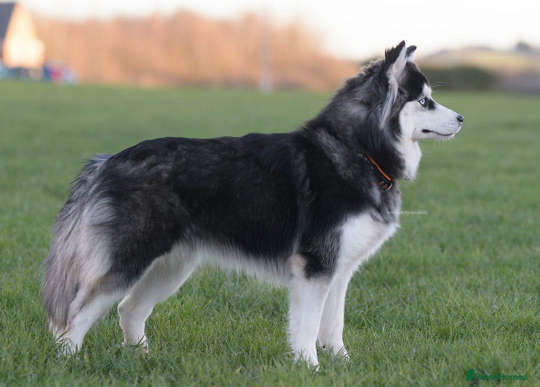 Pomsky dogs for sale: F3 Pomsky female Evie - Advert 2