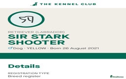 Labrador Retriever dogs for sale: KC reg Labrador puppies – Black and Yellow  - Image 5