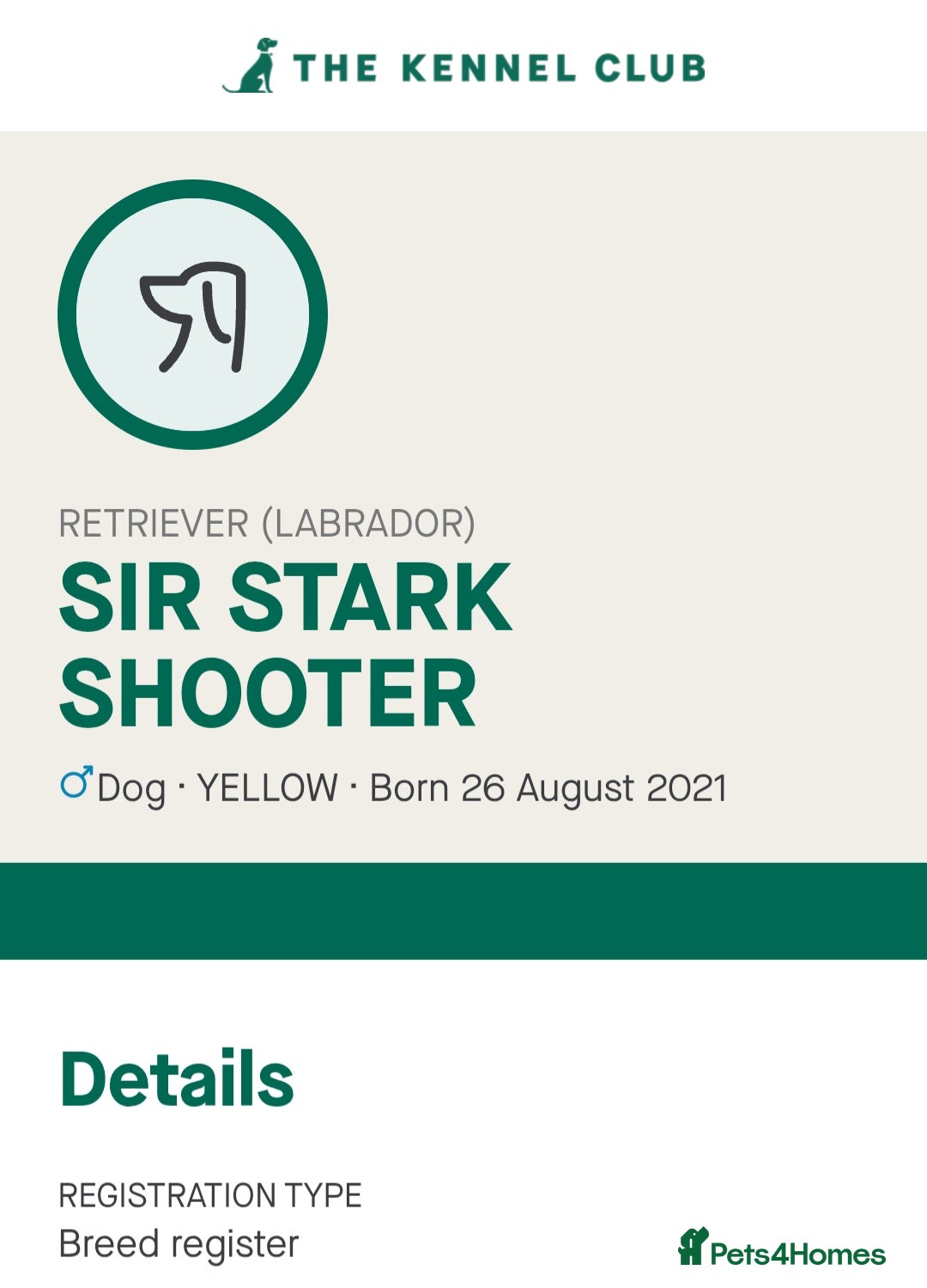 Labrador Retriever dogs for sale: KC reg Labrador puppies – Black and Yellow  - Image 5