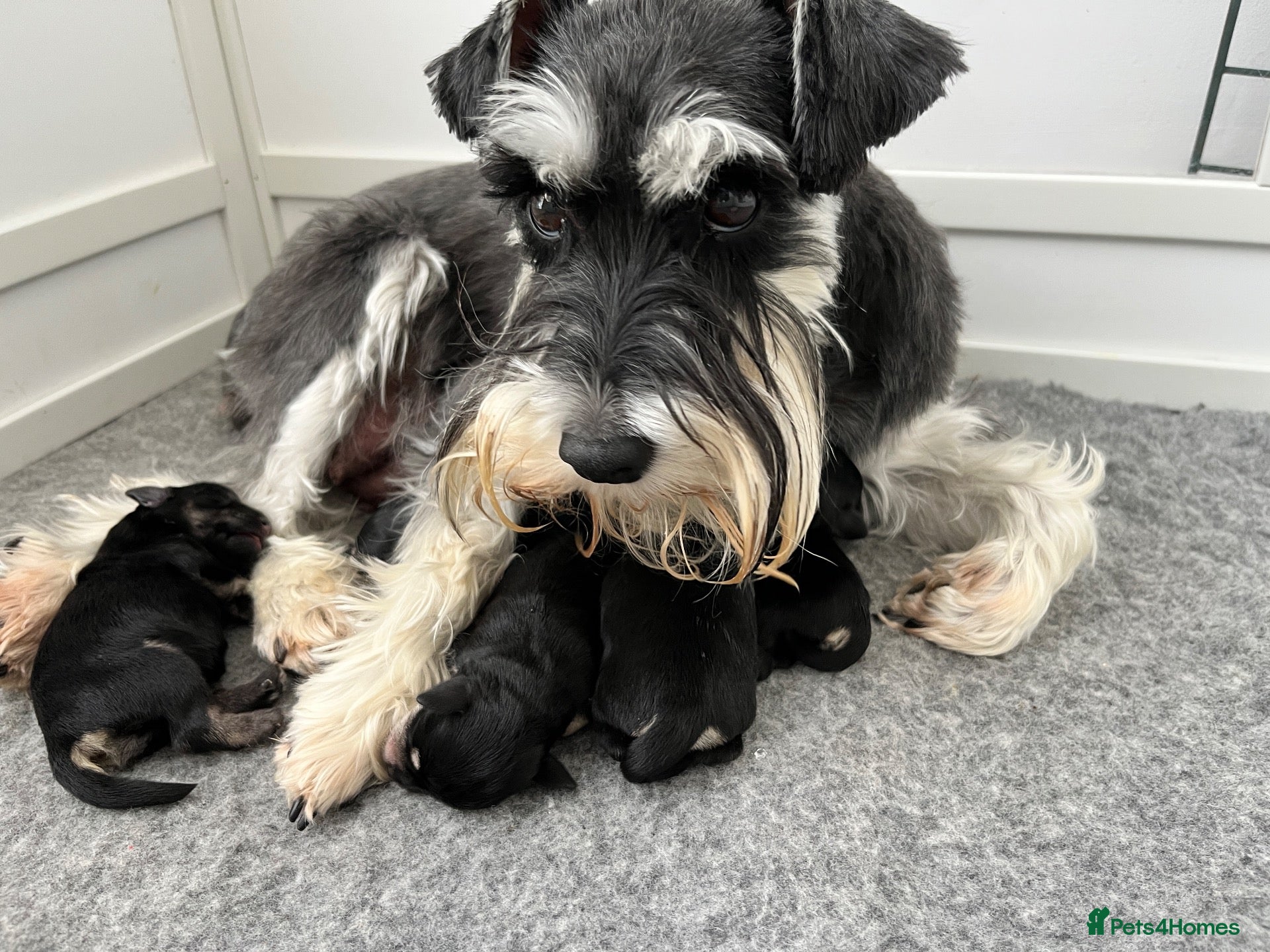 Miniature Schnauzer dogs Stunning KC mini schnauzer pups for sale - Advert 10