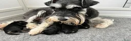 Miniature Schnauzer dogs for sale: Stunning KC mini schnauzer pups for sale - Advert 1