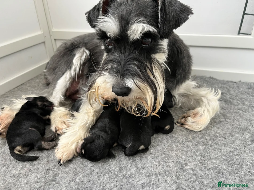 Miniature Schnauzer dogs for sale: Stunning KC mini schnauzer pups for sale - Advert 1