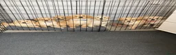 Golden Retriever dogs for sale: Golden retriever  in Romford - Advert 28