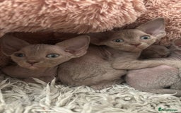 Devon Rex cats for sale: TICA Registered- Lilac Devon Rex Kittens - Image 28