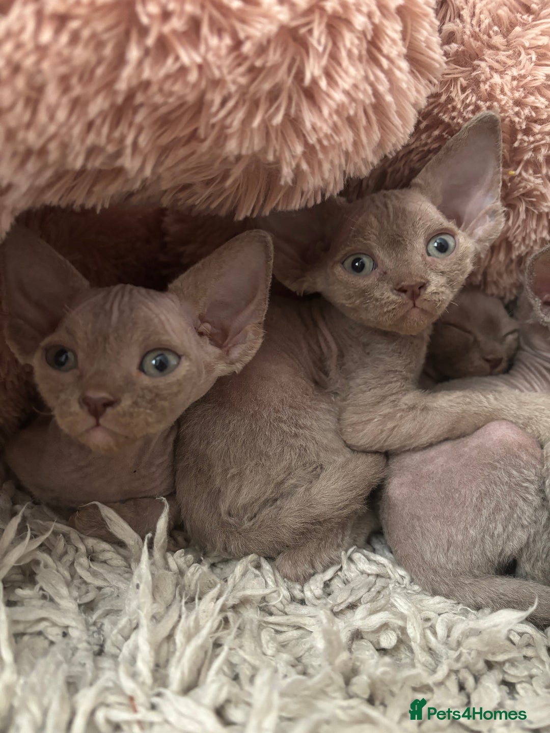 Devon Rex cats for sale: TICA Registered- Lilac Devon Rex Kittens - Image 28