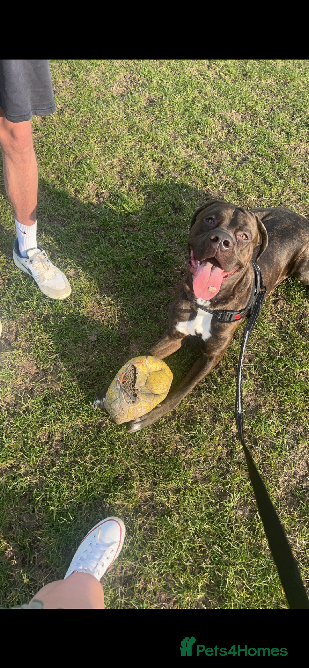 Mixed Breed dogs for sale: Sully (1 year old cane corso cross) - Image 5