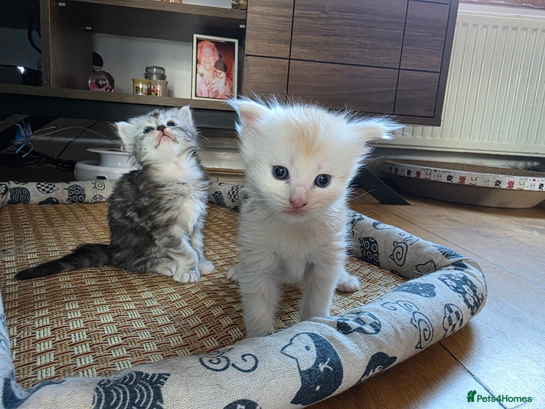 Maine Coon cats for sale: Beautiful 3/4 maincoon kittens  - Image 14