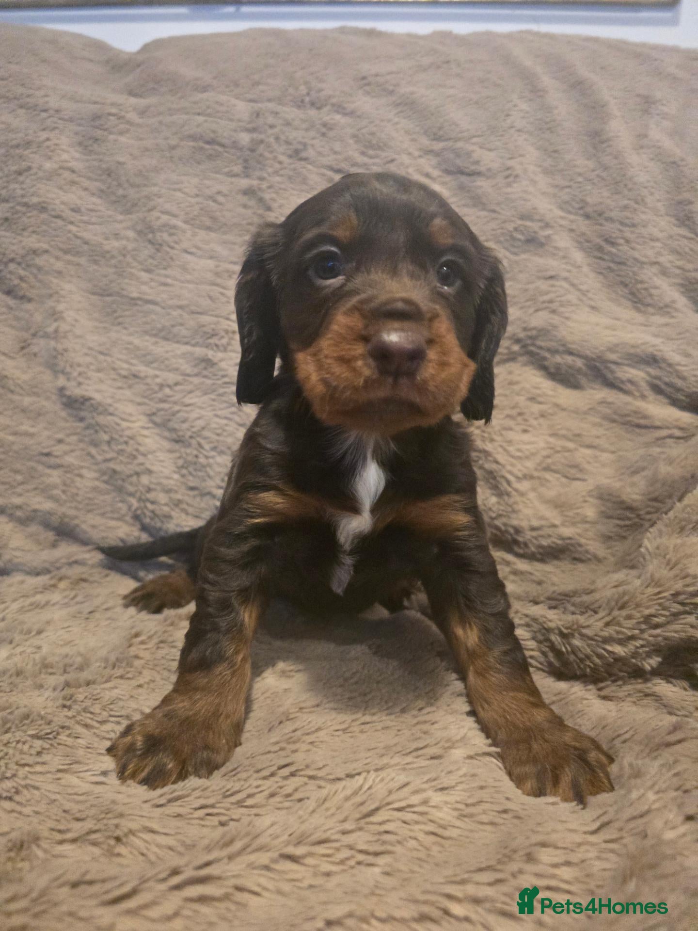 Cocker Spaniel dogs 4 stunning cocker spaniels - Advert 11