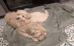 Maltipoo dogs for sale: Last Beautiful tiny female puppy available  - Image 5