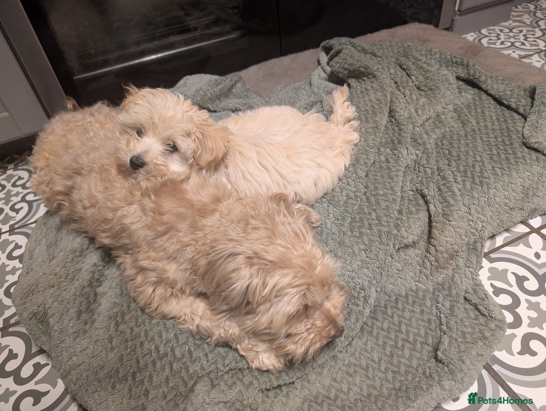 Maltipoo dogs for sale: Last Beautiful tiny female puppy available  - Image 5
