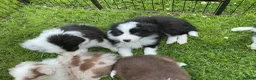 Border Collie dogs for sale: Stunning border collie pups  - Advert 10