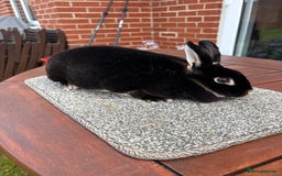Rex rabbits for sale: Stunning Purebred Black Otter mini rex doe/buck - Image 4