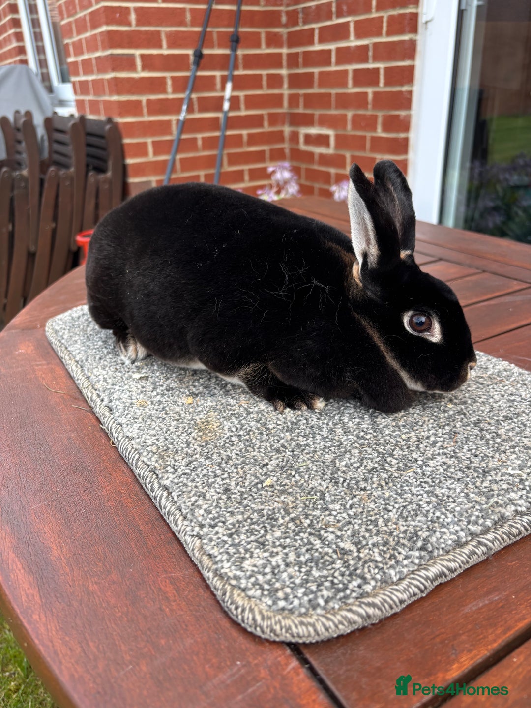 Rex rabbits for sale: Stunning Purebred Black Otter mini rex doe/buck - Image 4
