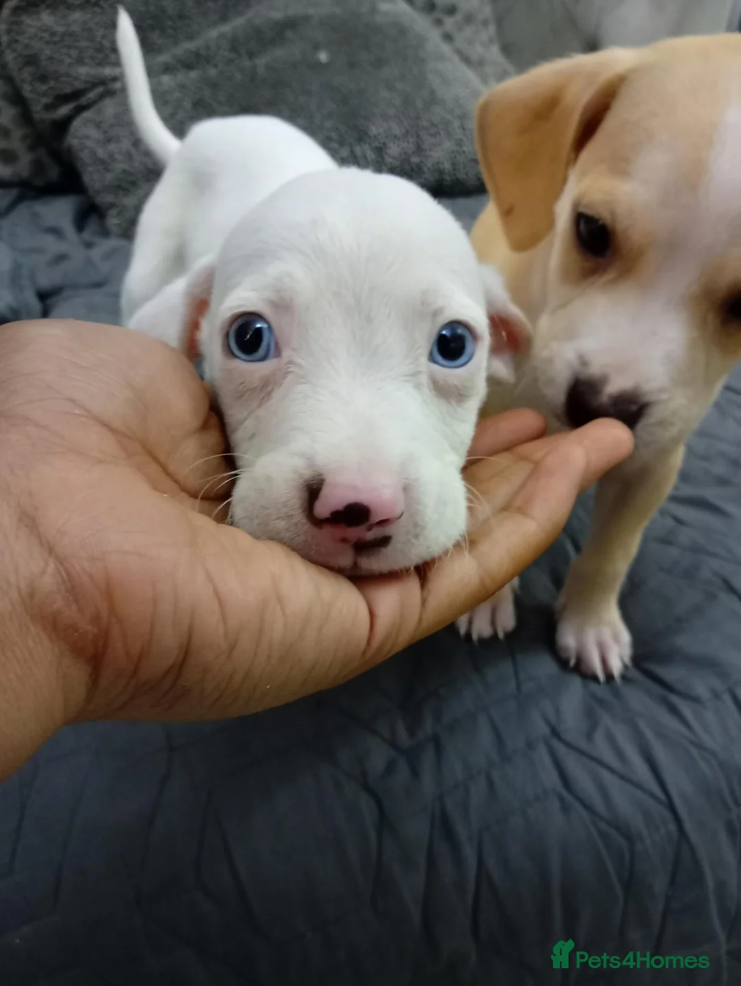 Mixed Breed dogs for sale: Beagle x staffy puppies 8 weeks in Rowley Regis - Advert 2