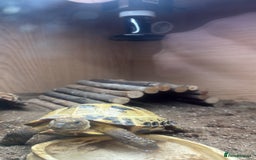 Tortoise reptiles for sale: Horsefield Tortoise - Image 1