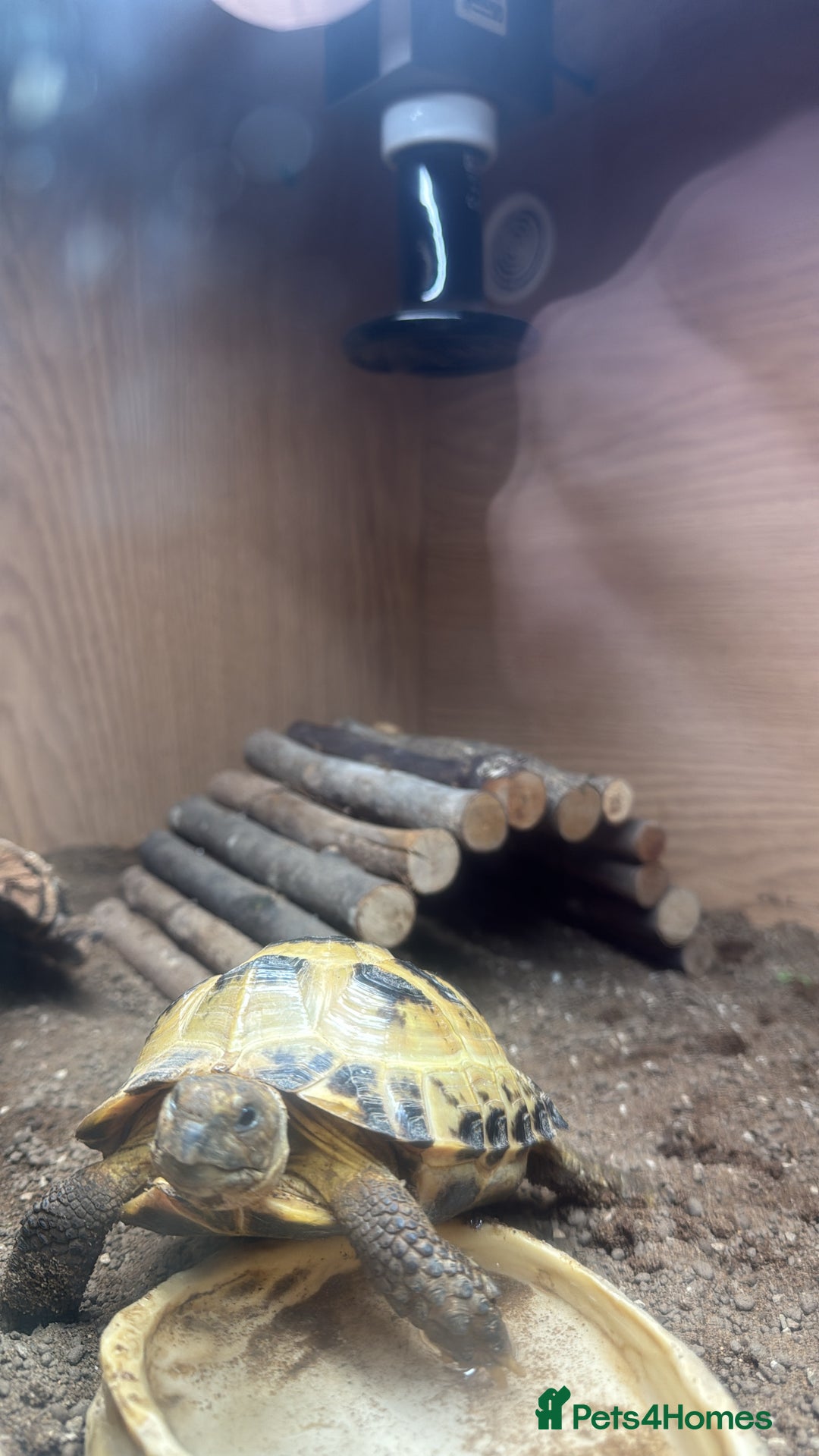 Tortoise reptiles for sale: Horsefield Tortoise - Image 1
