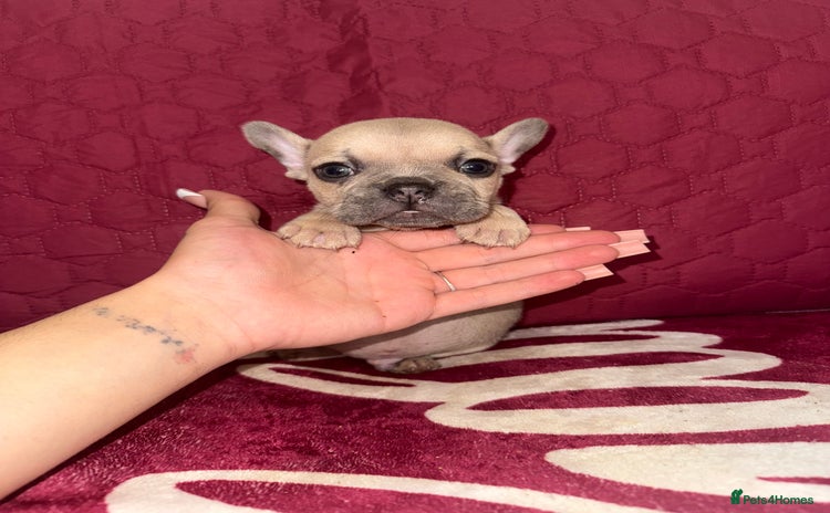French Bulldog dogs - Advert 15