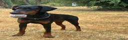 Dobermann dogs for sale: Female Doberman Puppy for Sale – 10 Months Old in Luton - Advert 6