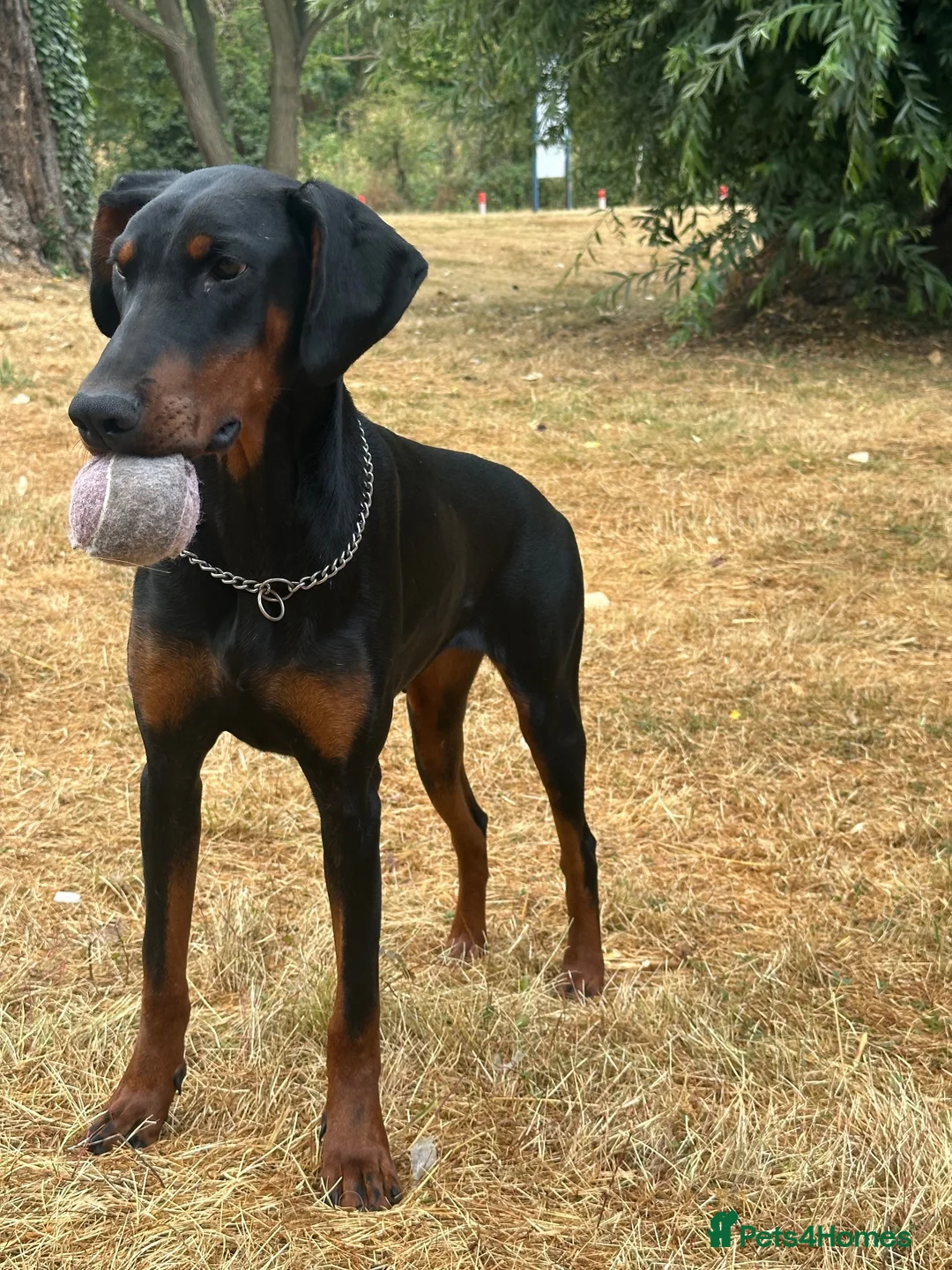 Dobermann dogs for sale: Female Doberman Puppy for Sale – 10 Months Old in Luton - Advert 6