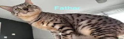 Bengal cats for sale: 🐾 Adorable Half Bengal Kitten – Ready Now! 🐾 in Broxburn - Advert 7
