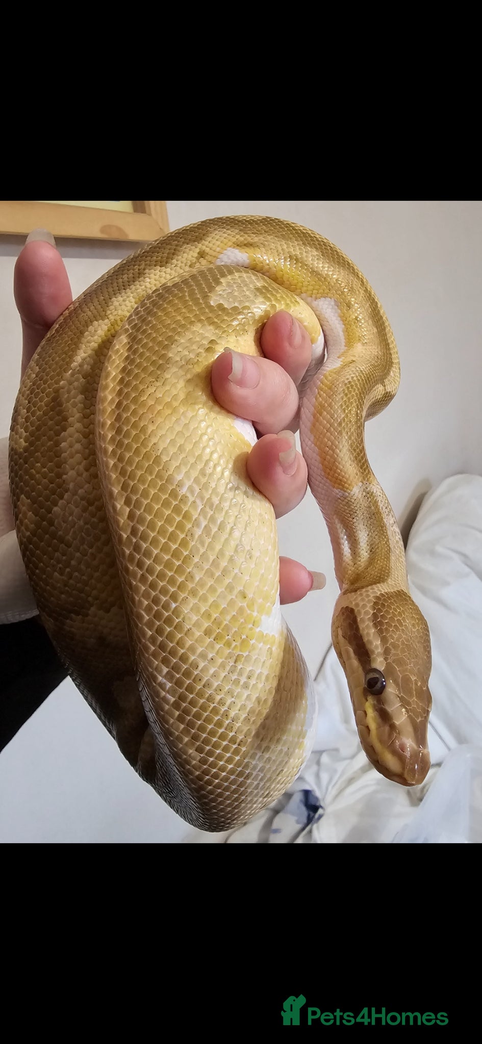 Python Snake reptiles Multiple ball pythons beautiful morphs an genders  - Advert 17