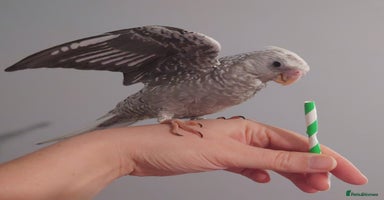 Cockatiels birds - Advert 4