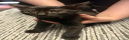 Mixed Breed cats for sale: 3 kittens  - Advert 3