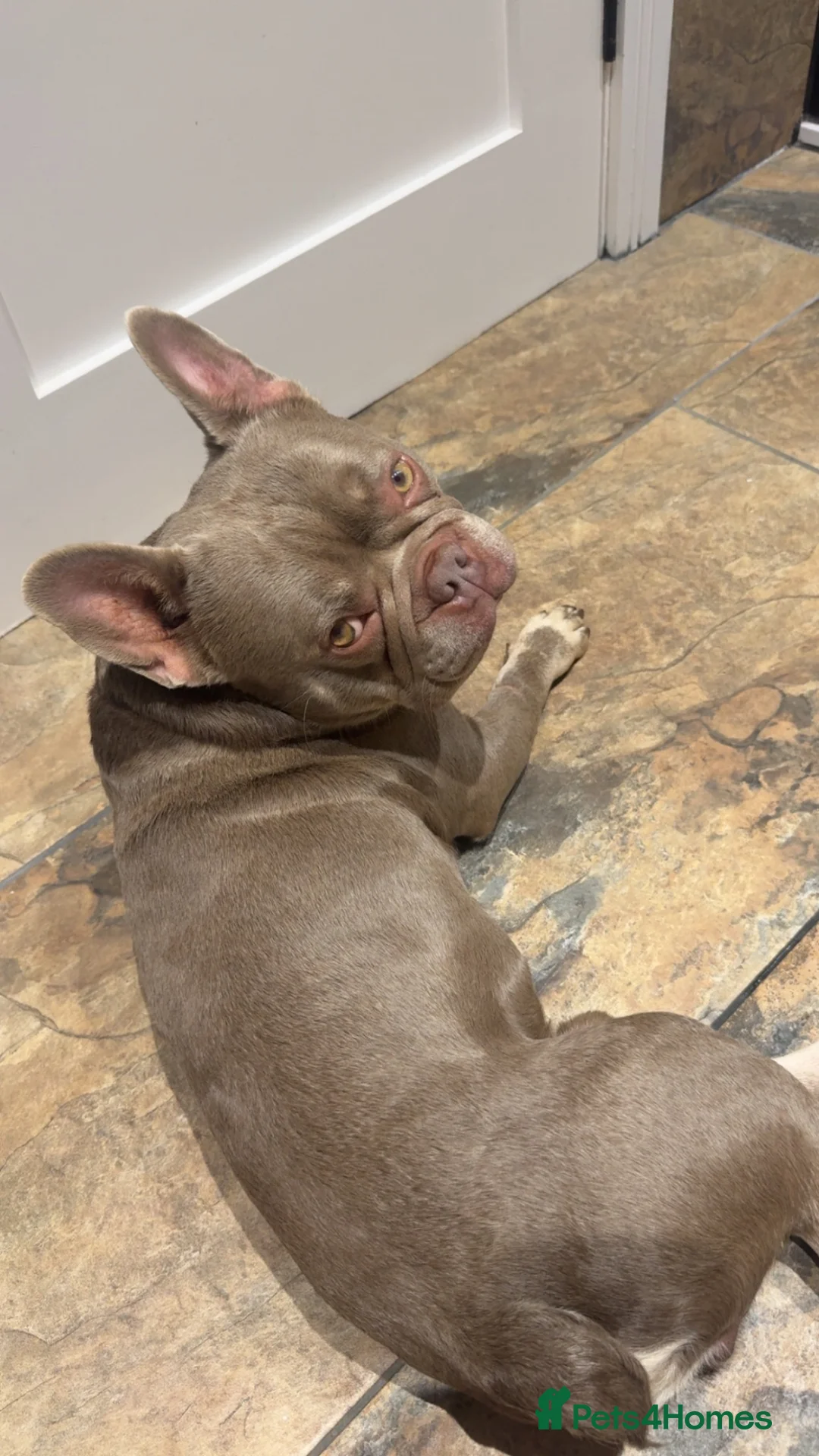 French Bulldog dogs for stud: French bull dog for stud in Tredegar - Advert 1