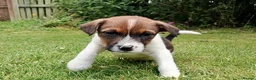 Jack Russell dogs for sale: Working Jack Russell Puppies  in Skipton - Advert 7