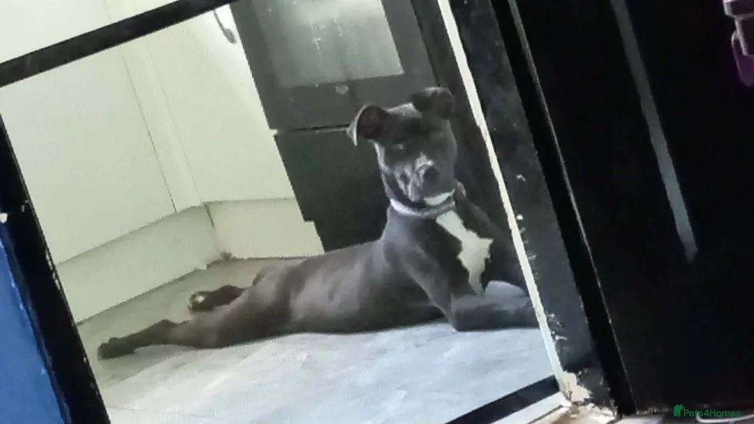 Mixed Breed dogs for sale: Male his nane is odin - Advert 2