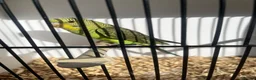 Budgerigars birds for sale: Stunning mutations  - Advert 14