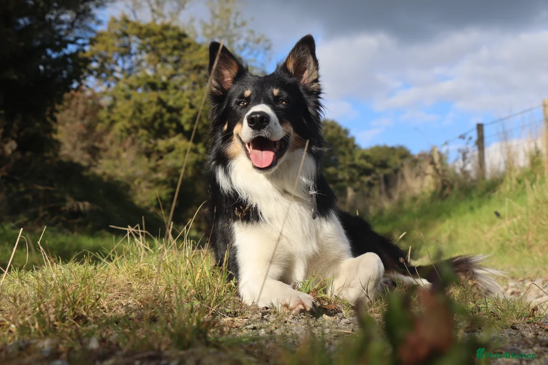 Mixed Breed dogs for sale: Chunky Tri coloured Collie pups for sale - Advert 15