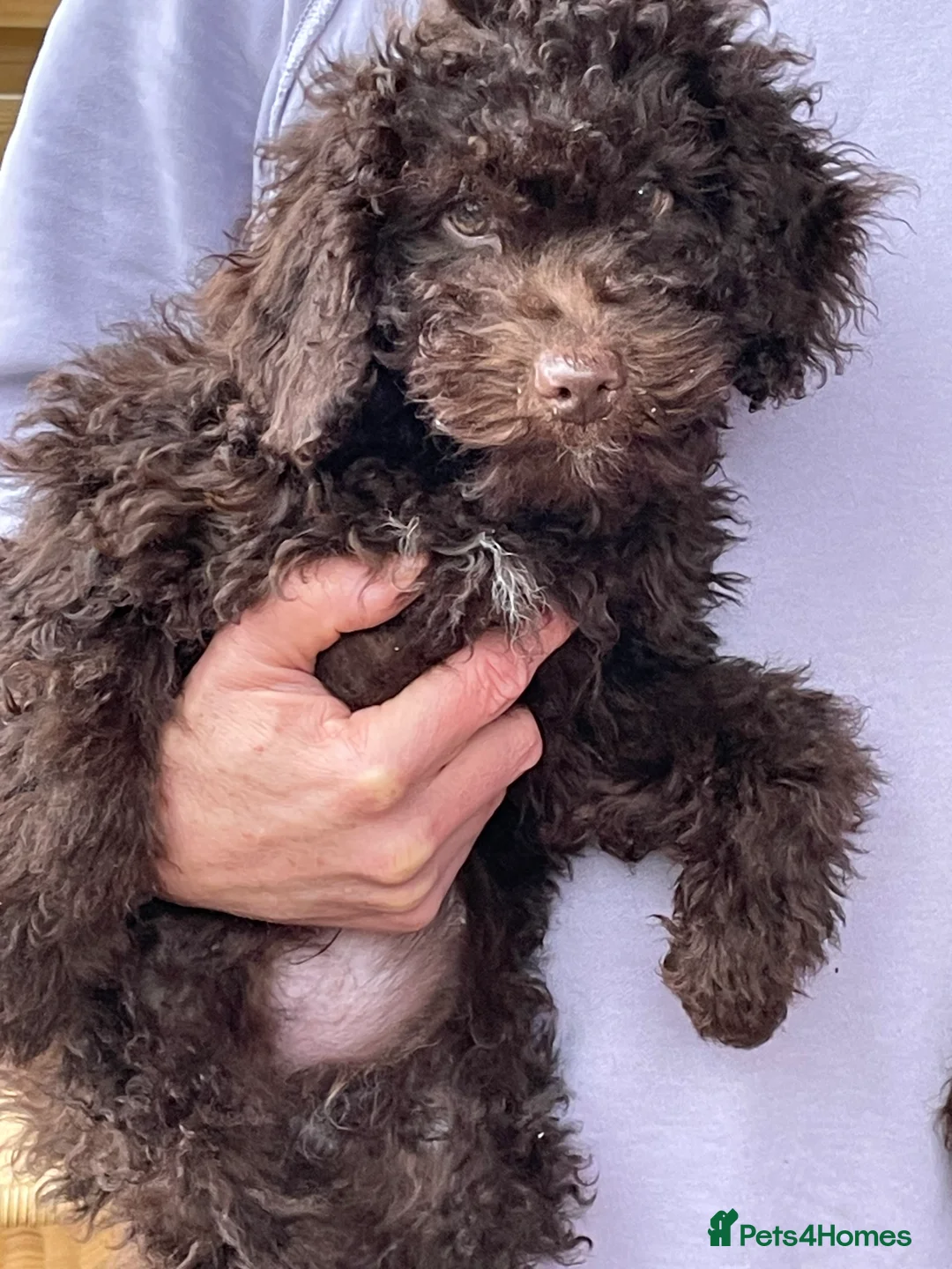 Miniature Poodle dogs for sale: Adorable Miniature Poodle puppies  - Advert 5