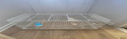 Mixed Breed birds for sale: Cannry 30  and cannry and  cage 50 - Advert 10