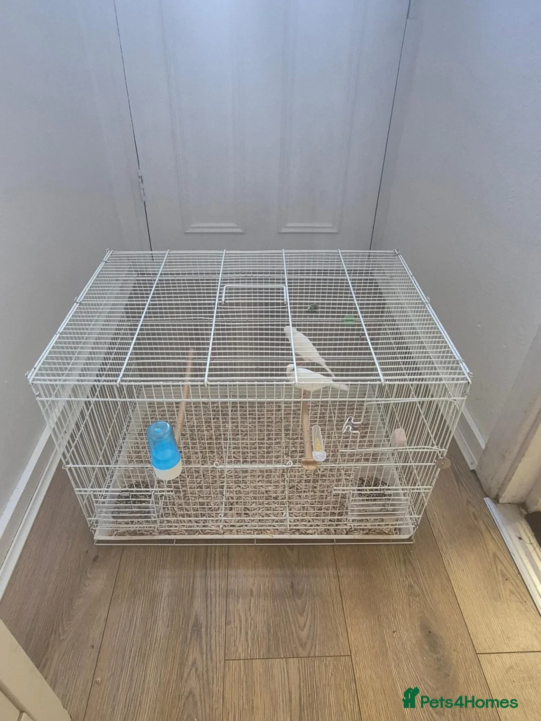 Mixed Breed birds for sale: Cannry 30  and cannry and  cage 50 - Advert 10