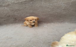 Maltipoo dogs for sale: Multipoo  - Image 4