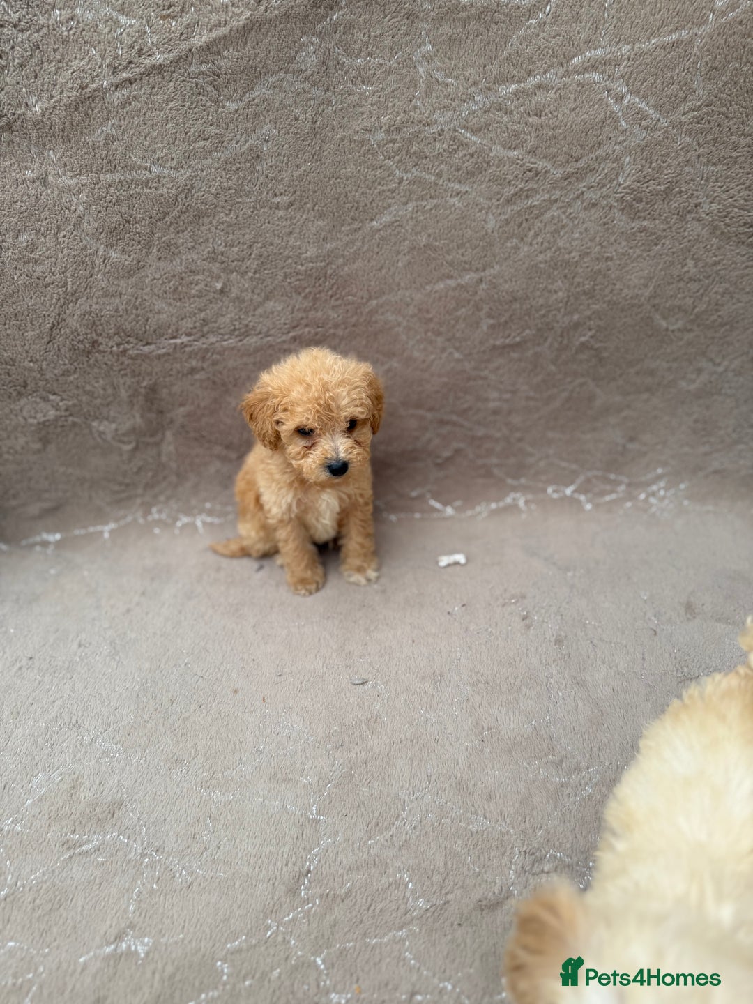 Maltipoo dogs for sale: Multipoo  - Image 4