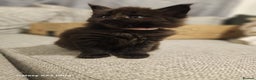 Maine Coon cats for sale: Halloween babies 🎃🐈‍⬛ 2 girls left - Advert 7