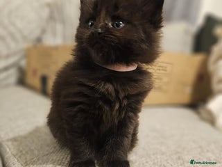 Maine Coon cats Halloween babies 🎃🐈⬛ - Advert 3