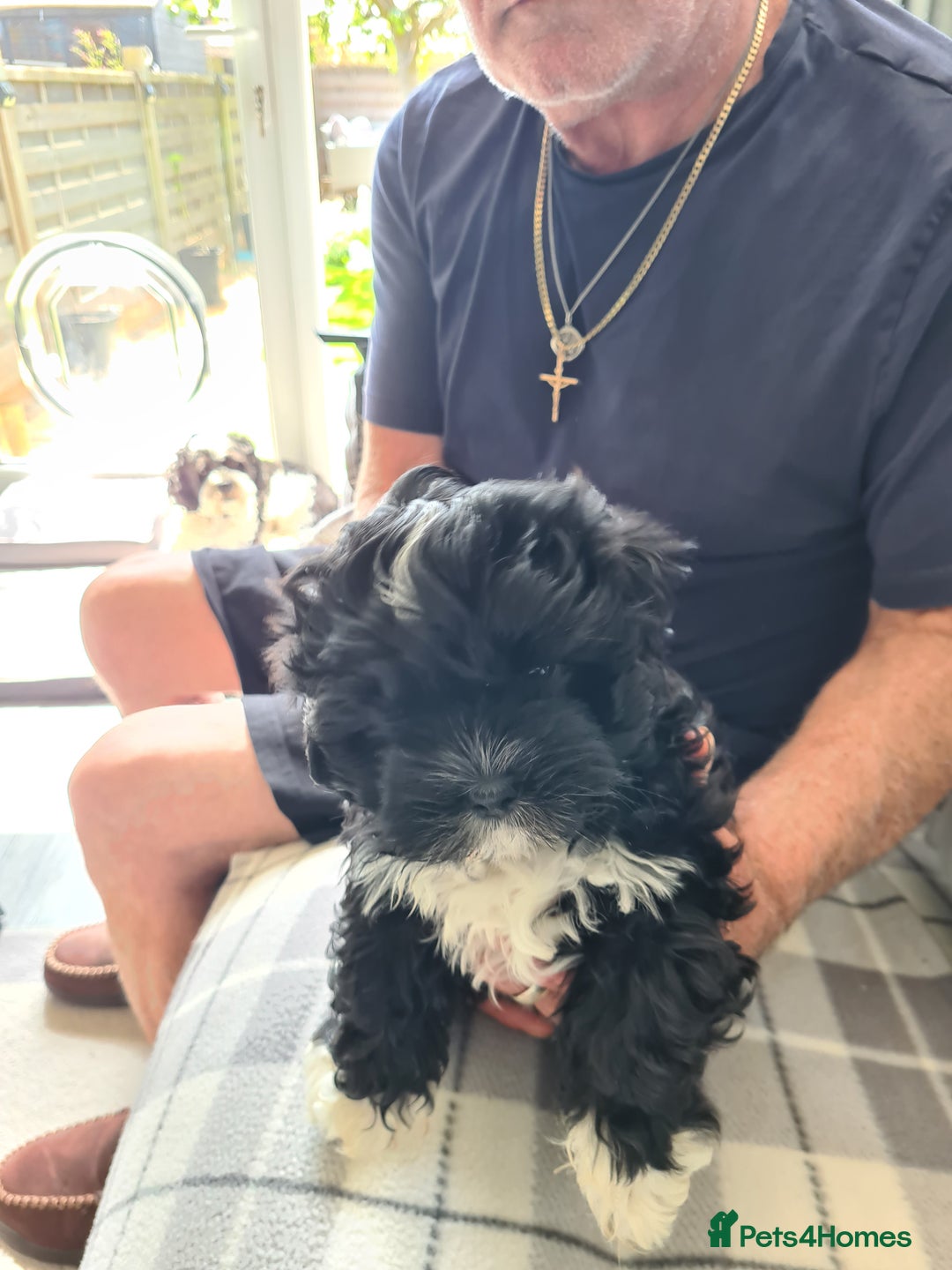 Chipoo dogs for sale: Chiz doodles  - Image 5