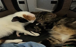 Mixed Breed cats for sale: Beautiful kittens ready to go 13 September   - Image 7