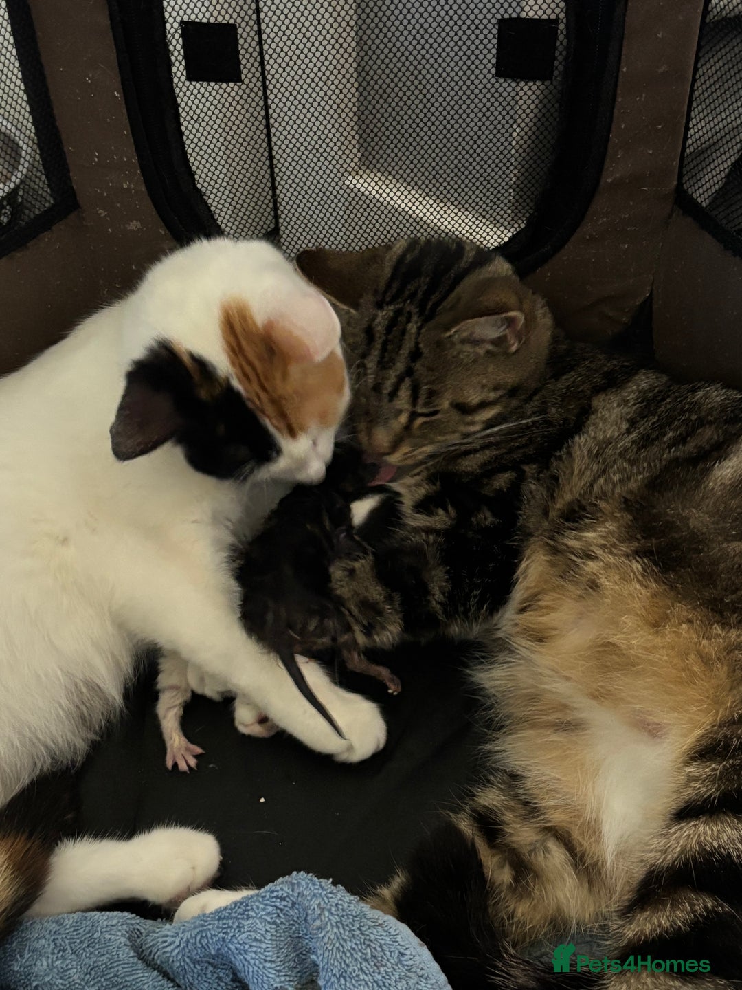 Mixed Breed cats for sale: Beautiful kittens ready to go 13 September   - Image 7