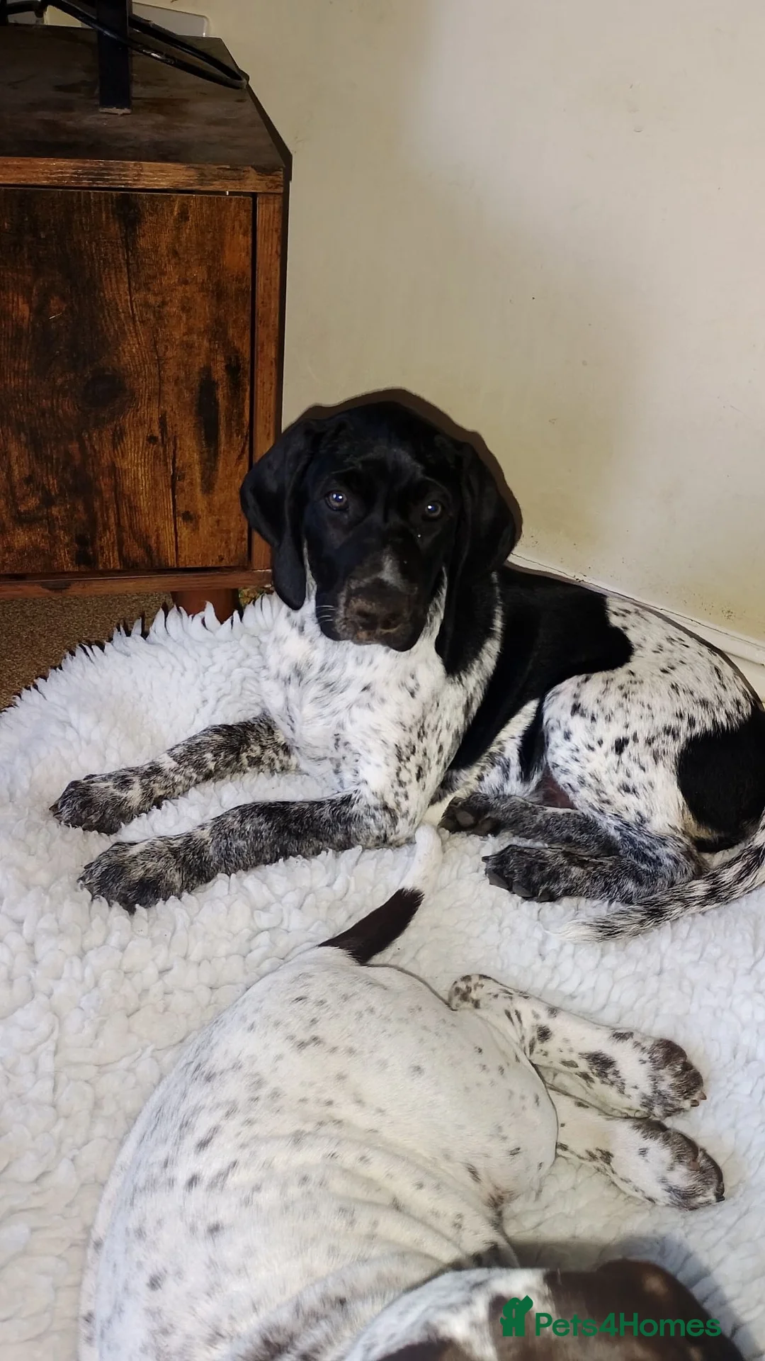 Mixed Breed dogs for sale: GSP x GWP puppies - Advert 2