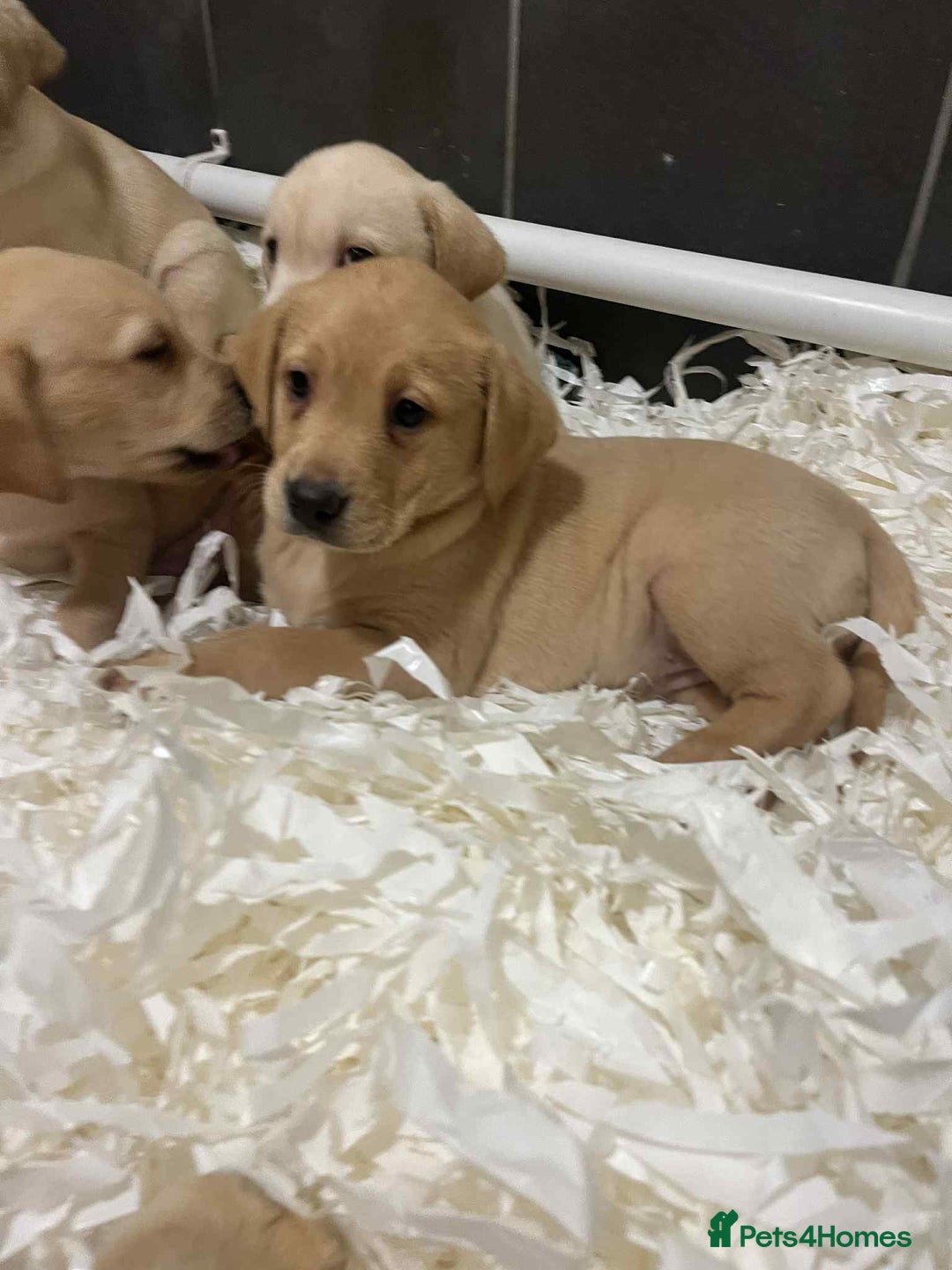 Labrador Retriever dogs for sale: Beautiful Labrador puppies  - Advert 7