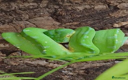 Python Snake reptiles for sale: Green tree python type Manokwari Jayapura - Image 4