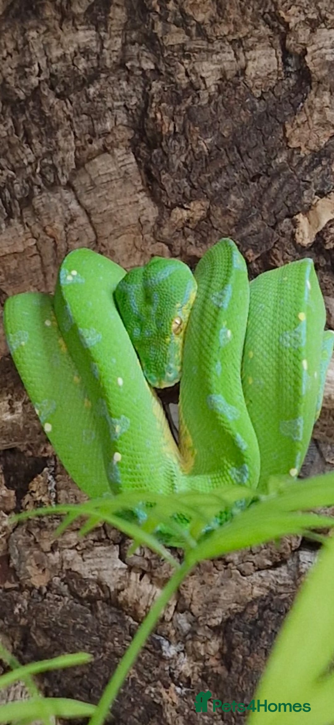Python Snake reptiles for sale: Green tree python type Manokwari Jayapura - Image 4