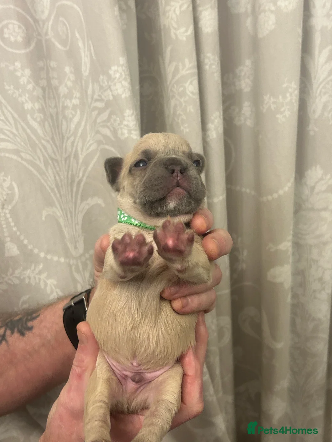 French Bulldog dogs for sale: 9 top quality fluffy carrying french bulldogs  - Advert 17