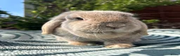 Mini Lop rabbits for sale: Beautiful mini lop doe for sale  - Advert 8