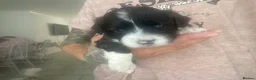 Mixed Breed dogs for sale: Shih-poo X Puppies - Advert 21