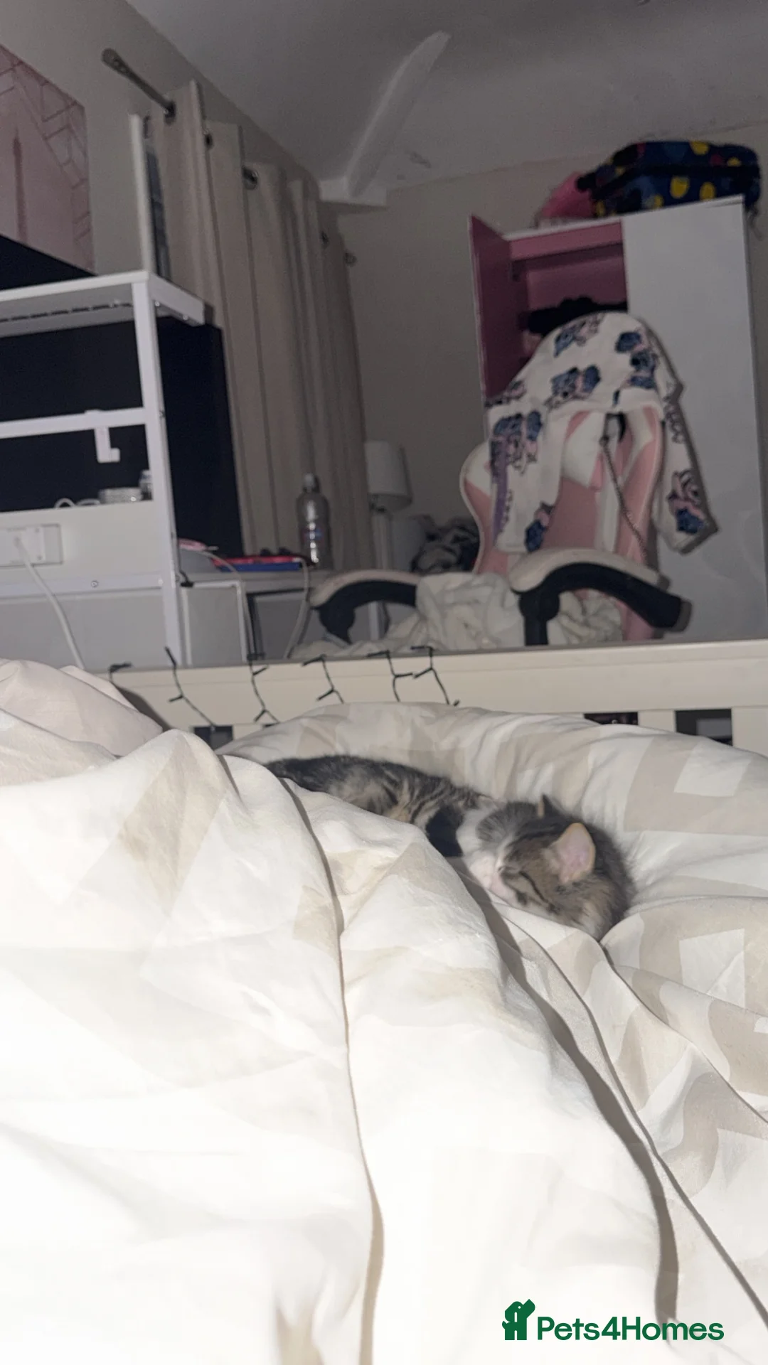 Maine Coon cats for sale: Kittens for sale  - Advert 2